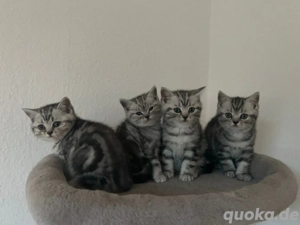 Britisch Kurzhaar kitten 