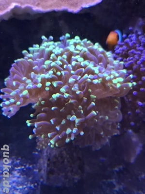 Eupyllia sp Green Tips korallen lps meerwasser