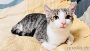 zwei Kater suchen ein neues Zuhause 