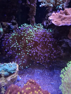 euphyllia paradivisa grün ultra koralle lps meerwasser