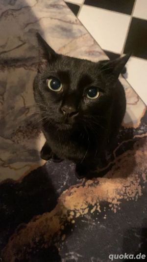 Kater britisch kurzhaar,russisch blau 