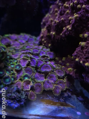 zoanthus  Palythoa purple death korallen meerwasser