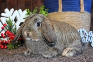  Kleine Miniwidder Kaninchen Baby Haserl Minilop Zwergwidder Hasen SOFORT