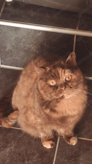 Britisch Kurzhaar Weibchen mit Stammbaum 