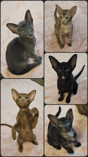 OKH Kitten zum Verlieben mit Stammbaum 