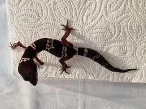 Leopardgecko Black Night 0.1 Weibchen NZ 09 2025