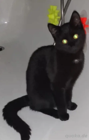 Kätzchen in liebevolle Hände abzugeben. 