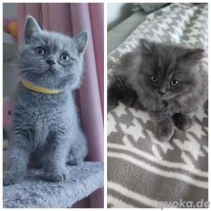 Britisch Kurzhaar BLH 2 Kätzchen 