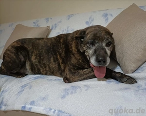 Mischlingsrüde Papy sucht sein Zuhause