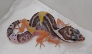 1.0 Eublepharis hardwickii | Westindischer Leopardgecko 