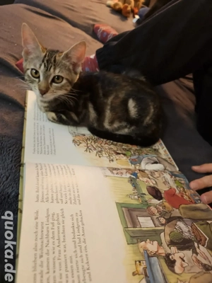 EKH Kitten sowie junge Perser aus dem Tierschutz suchen ihr Traumzuhause <3