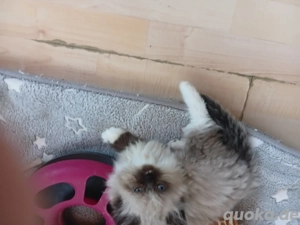 4 Zauberwesen suchen ab Mitte Januar neues Personal