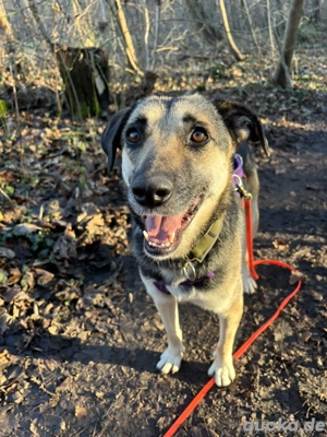 Mischlingshündin Medea sicht Zuhause