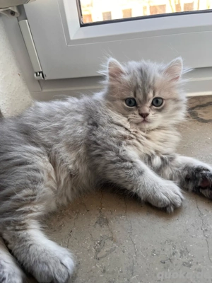 Perserkatze abzugeben