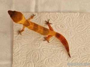 Leopardgecko Mandarin Tangerine-Wildtyp NZ 09 2025