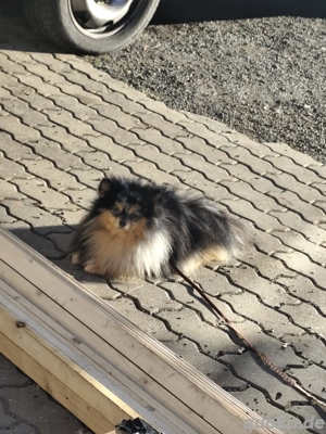 Pomeranian Zwergspitz Rüde 