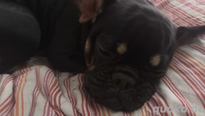 unsere französische Bulldogge Welpen sucht ein neues  Zuhause