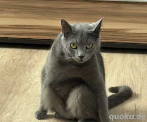 Zwei mäuse suchen zuhause 