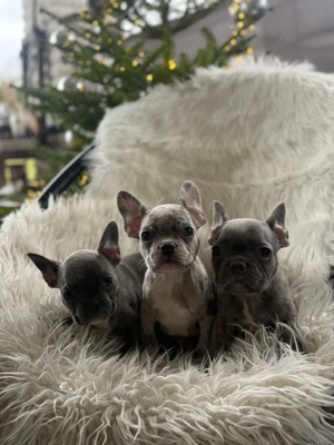 Französische Bulldoggen Welpen