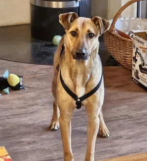 Mischlingsrüde Brad ins in BW auf Pflegestelle