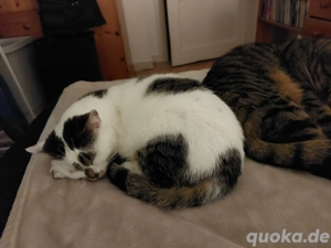 Süße Katzendame sucht ein neues liebevolles Zuhause 