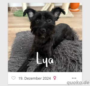 kleine maus sucht neues Zuhause 