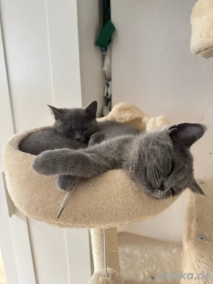 2 BKH Kitten zu verkaufen