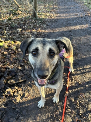 Mischlingshündin Medea sicht Zuhause