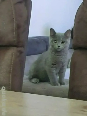 BKH-Kitte reine Bkh Kitte 