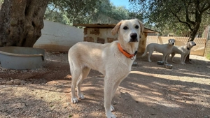 Mischlingsrüde Lobo sucht Zuhause