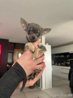    Zauberhafte Chihuahua-Welpen   kleine Herzenshunde suchen ihr Für-immer-Zuhause   