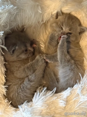 BKH kitten abzugeben in 8 wochen