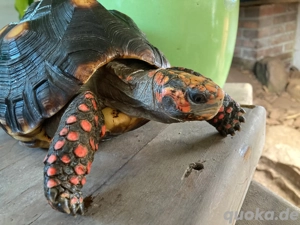 Geochelone Carbonaria Köhlerschildkröte NZ 2017 0.1
