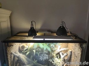 Rhacodactylus auriculatus mit Terrarium 