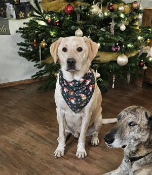 Mischlingsrüde Nacho sucht Zuhause