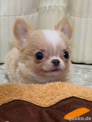 Chihuahua-Welpe