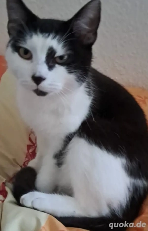 Katze  sucht ein neues Zuhause 