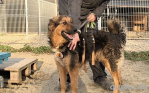 Schüchterne, liebenswerte Hündin Barbara sucht ruhiges Zuhause