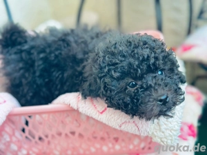 Wunderschöne schwarze Pudel und Pudelwelpen zu verkaufen. Rüden und Hündinnen sind auch dabei!