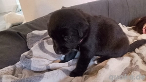 Halle Saale, Reinrassige Labrador Welpen, braun m, schwarz w,suchen ab 28.1.2026 ein neues zu Hause 