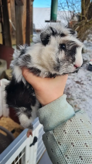 Cuy Rosetten Meerschweinchen Männchen 
