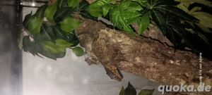 Höckerkopfgecko rhacodactylus auriculatus