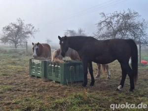 Pflegebeteiligung für unsere Senioren gesucht