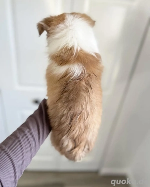 Shetland Sheepdog Welpen zu adoptieren