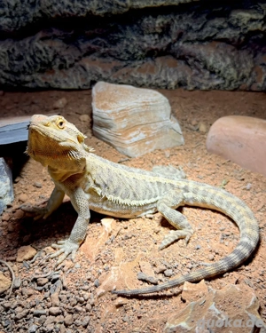 0.1 Farbbartagame + Holzterrarium