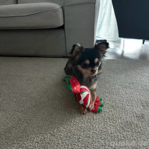 kleinen Begleiter gesucht