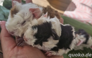 Meerschweinchen Lunkarya Babys