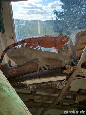 Grüner Leguan, rote Züchtung 