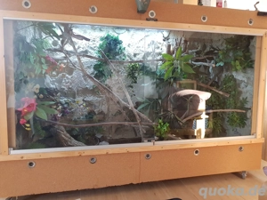 Boa constrictor Imperator 0.1 Bild 3