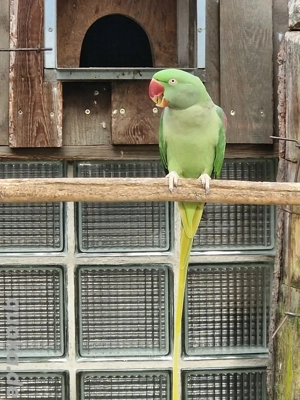 Alexandersittich Weibchen 